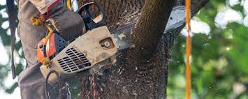 Trusted Metzger, OR Tree Services Experts